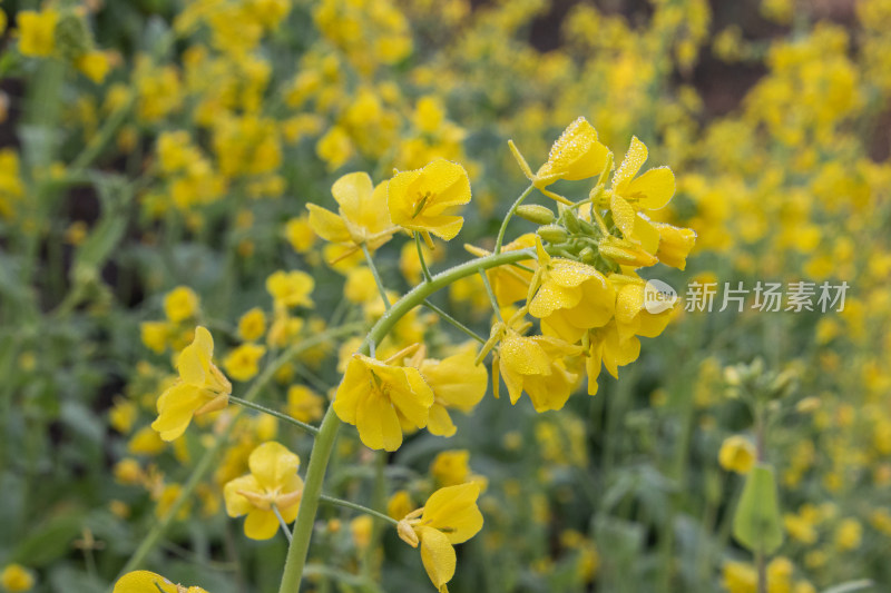 晴朗早晨带着露水油菜花特写