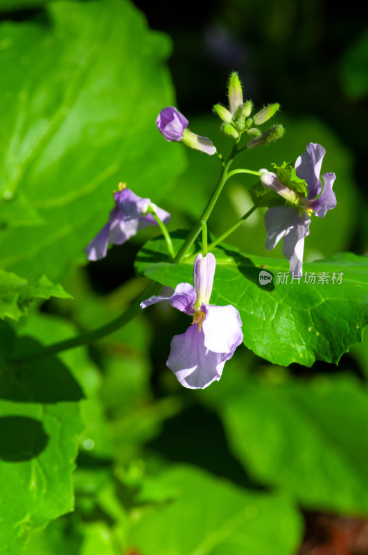 小小的野花