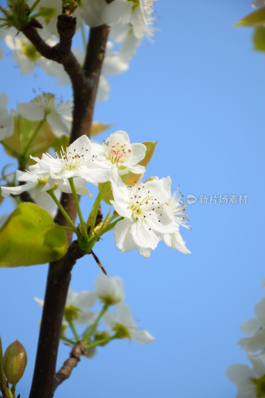 盛开的白色梨花特写