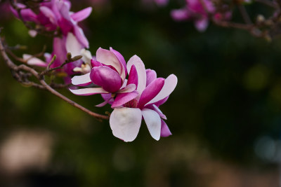 上海玉兰花