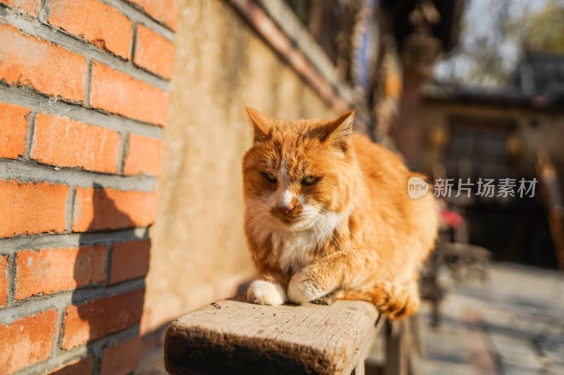 猫趴在木椅上休息