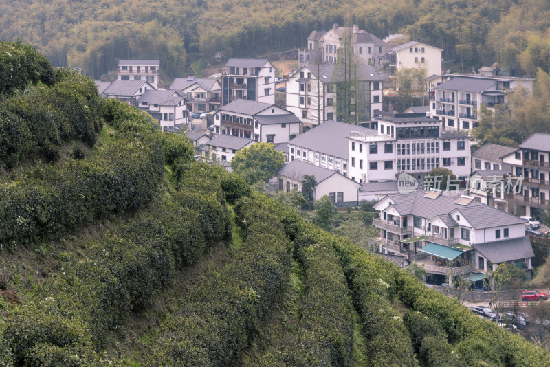 杭州大径山茶园风光