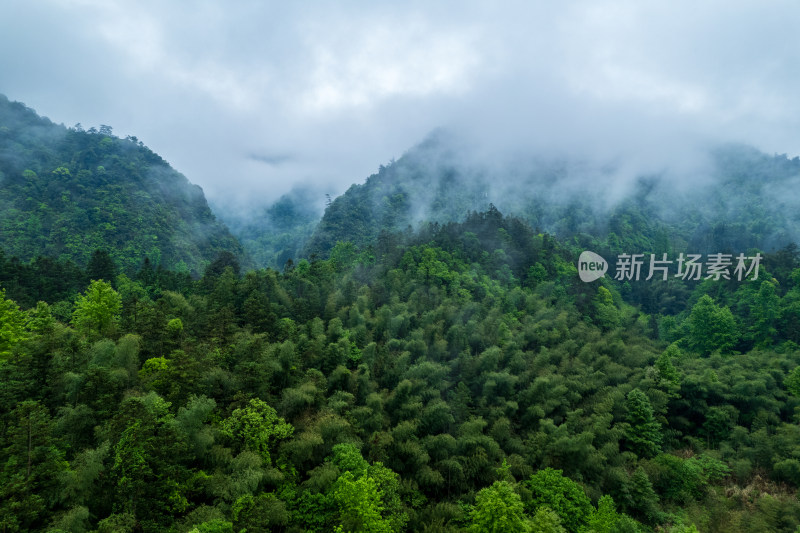 云雾缭绕的山林全景