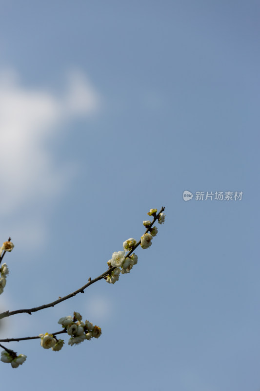 杭州花港观鱼枝头绽放的梅花特写