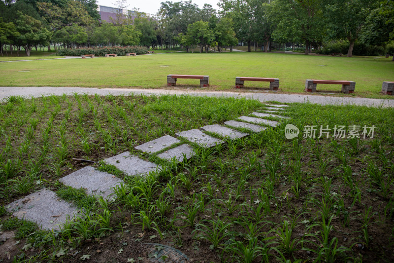 北京奥林匹克公园草坪