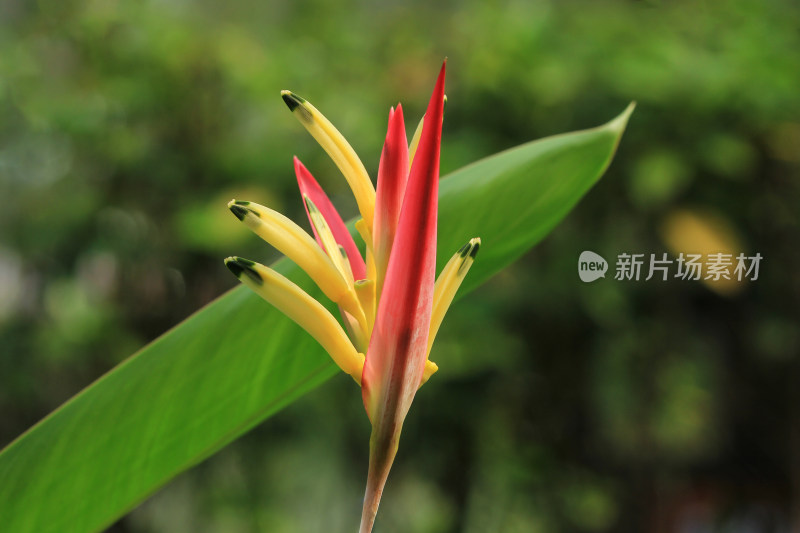 春天的嫩绿，壁纸，植物背景