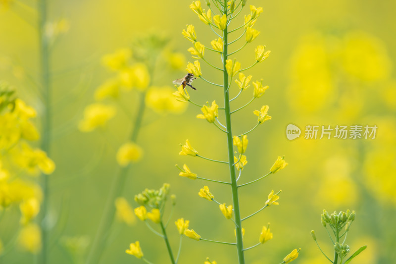 春天油菜花和蜜蜂