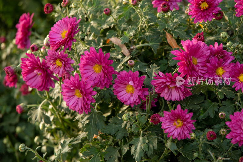 深秋绽放的粉红菊花