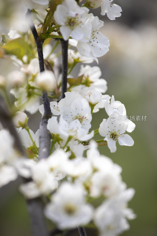 春天梨果园梨花盛开梨花枝头春意盎然