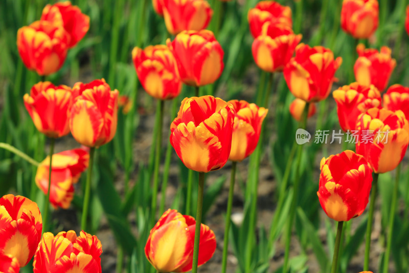 郁金香鲜花实拍背景