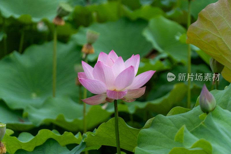 粉色荷花特写镜头