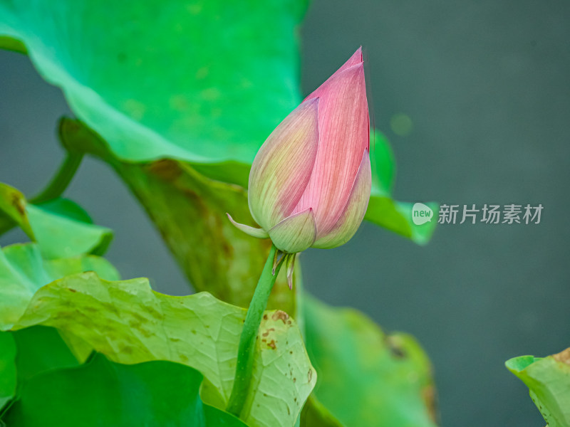 池塘里的荷花荷叶