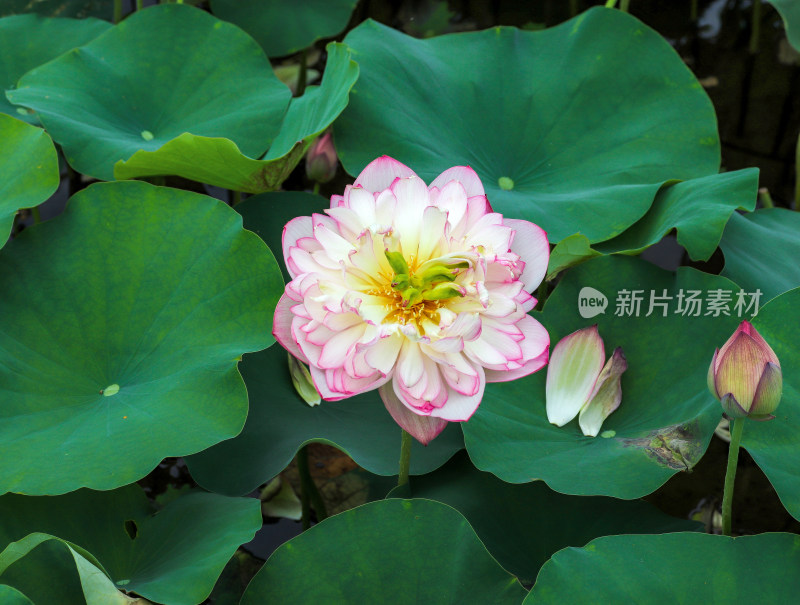 夏日炎炎池塘里盛开荷花随风送来香气