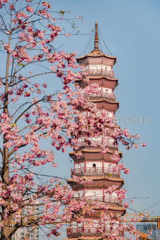 中国广东省广州市海珠区赤岗塔异木棉