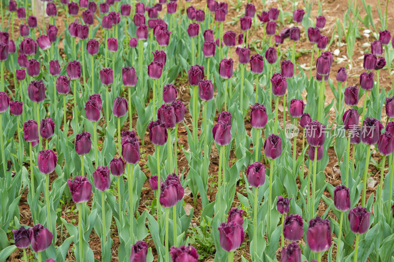 紫色郁金香花田