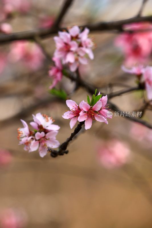 春天盛开的桃花特写