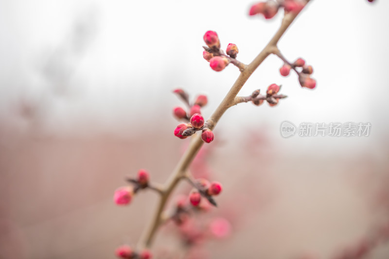 含苞待放的腊梅花