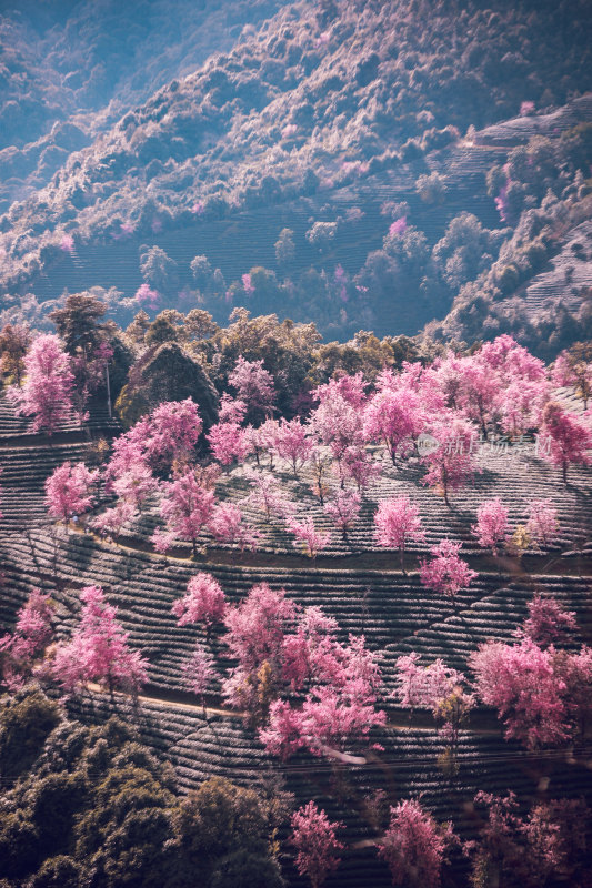 大理无量山樱花谷粉丝山坡自然景观