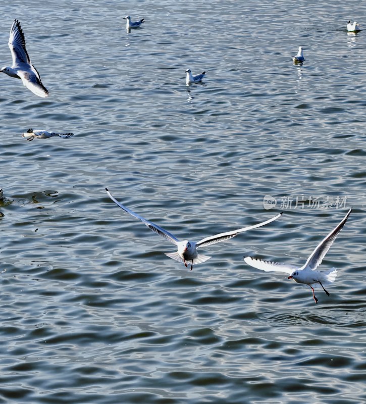 滇池海埂大坝海鸥