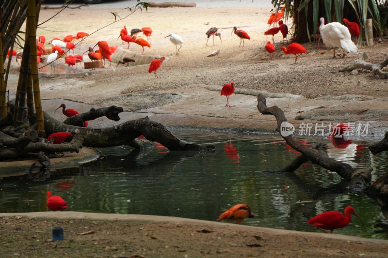 湿地边的红色鸟类