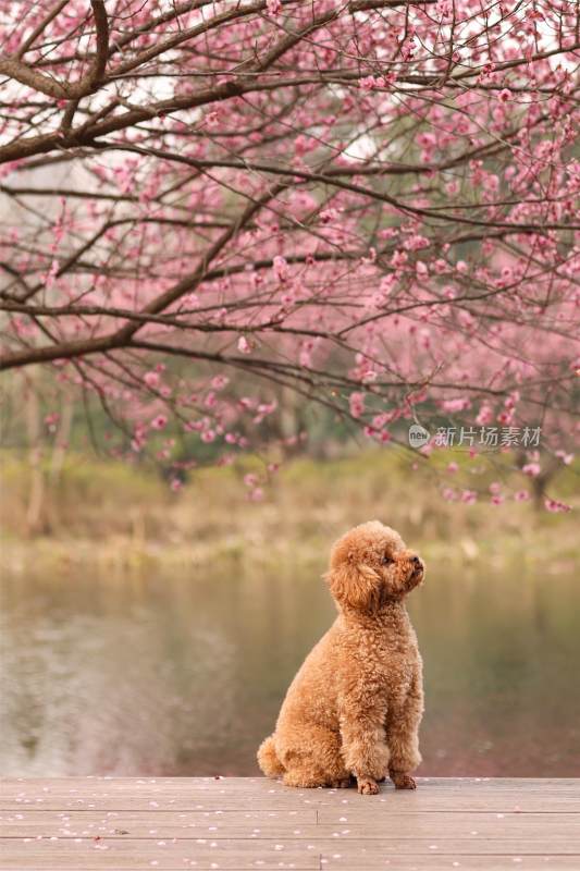 一只坐在梅花树下的泰迪犬