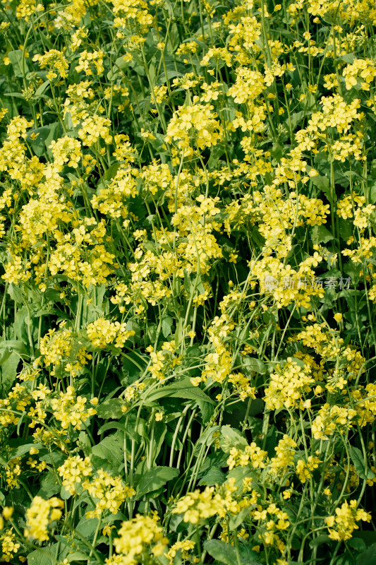 北京温榆河公园油菜花田