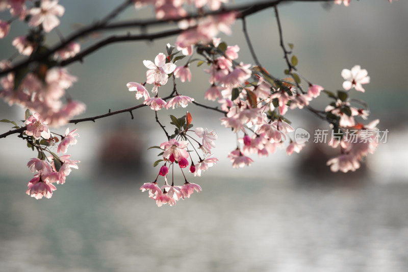 春天的花朵