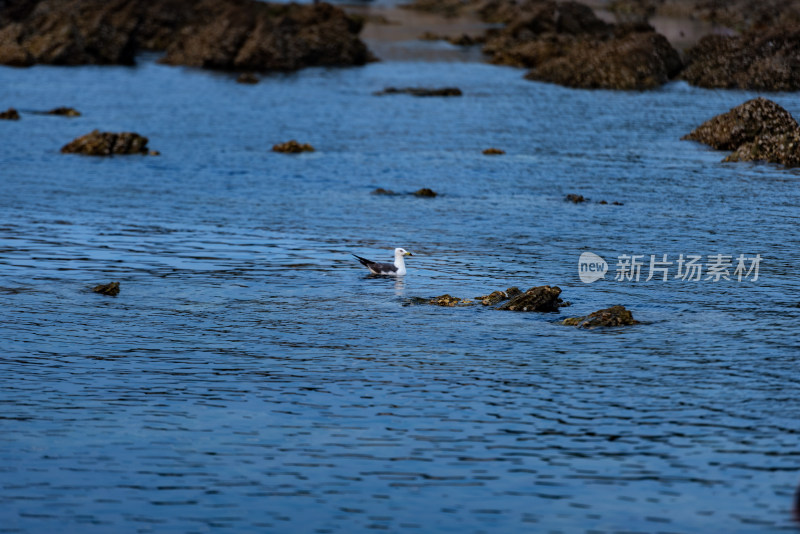 平静海面上的海鸥