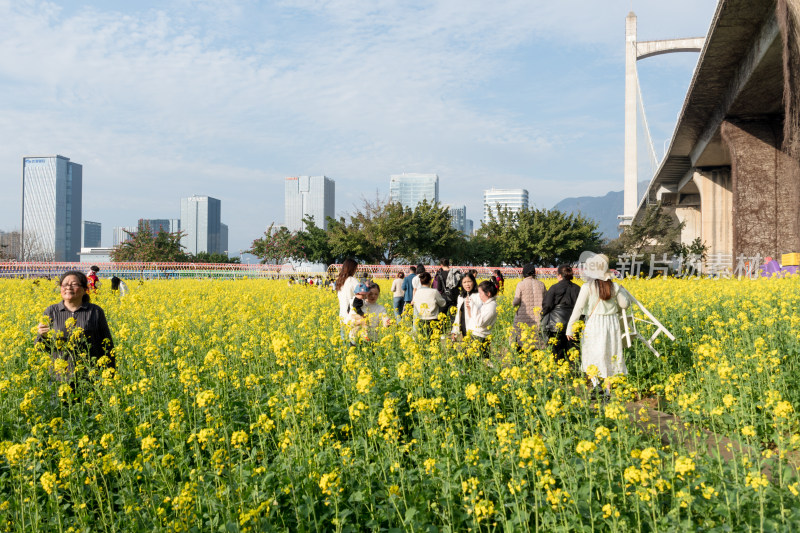 城市中人群赏油菜花场景