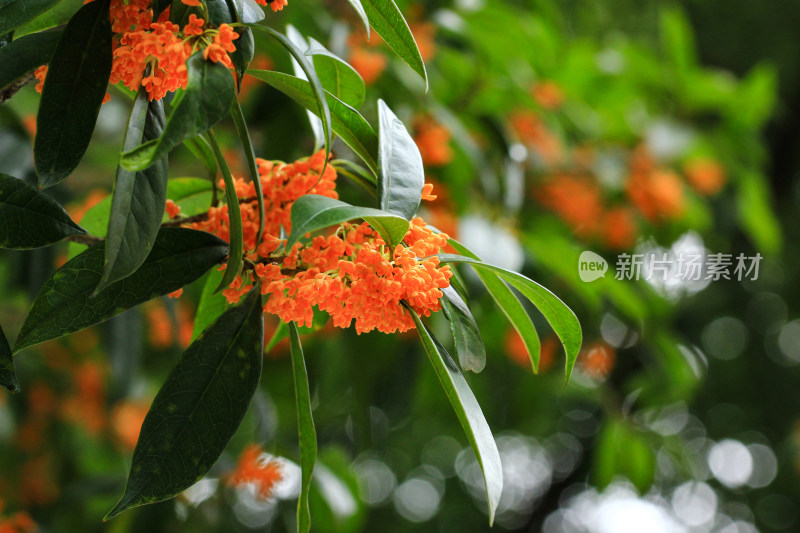 丹桂花枝背景实拍素材