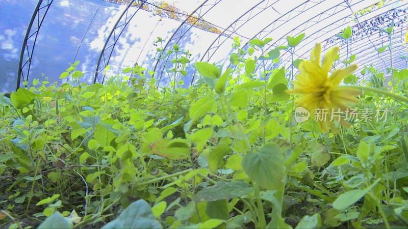 菜苗豌豆藤大棚种植蔬菜人参苗