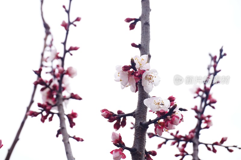 盛开的白色梅花特写背景