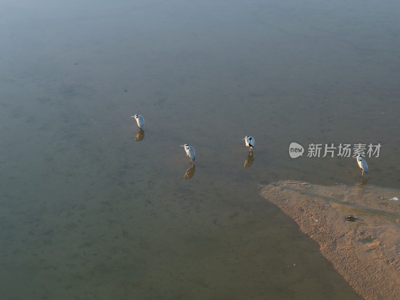 湿地保护区 鸟 石家庄 复兴大街