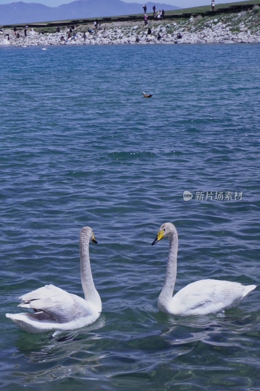 湖面上的两只天鹅