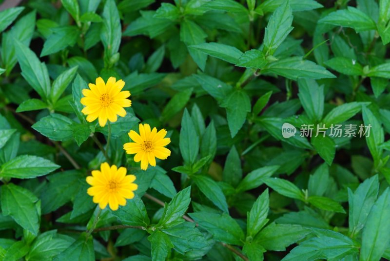 三朵黄色小花在绿叶的衬托下格外明艳可爱