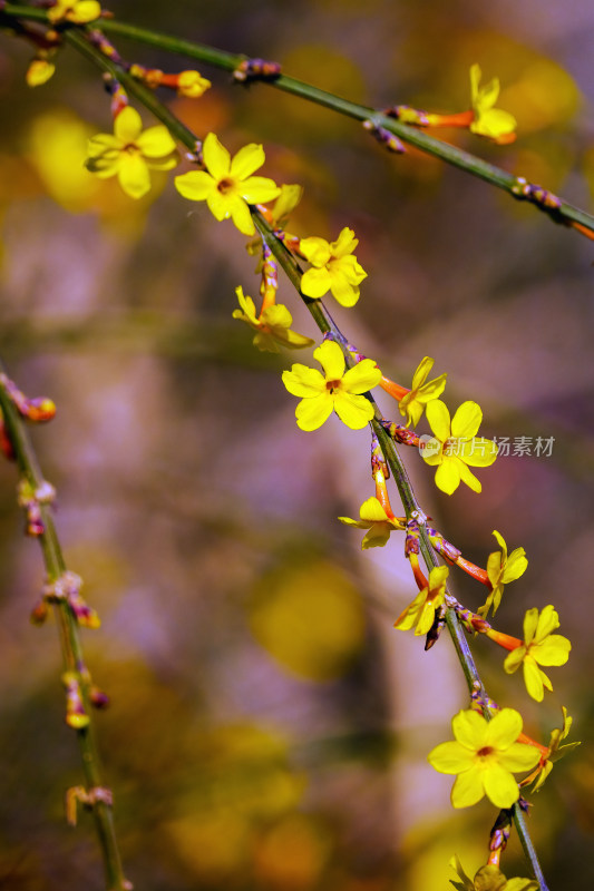 迎春花盛开