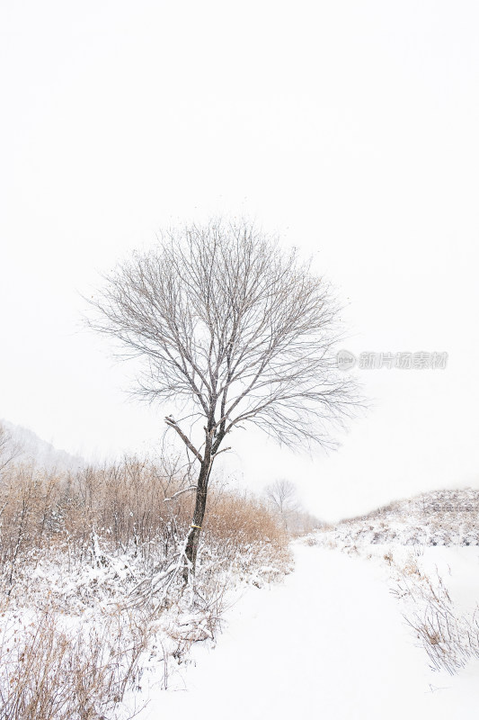 冬天大雪中的一棵大树