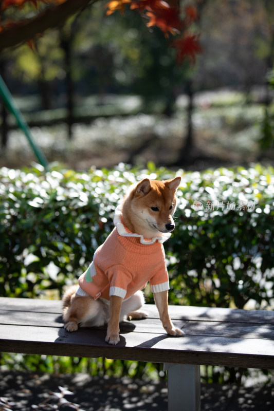 一只坐在公园长椅上的柴犬