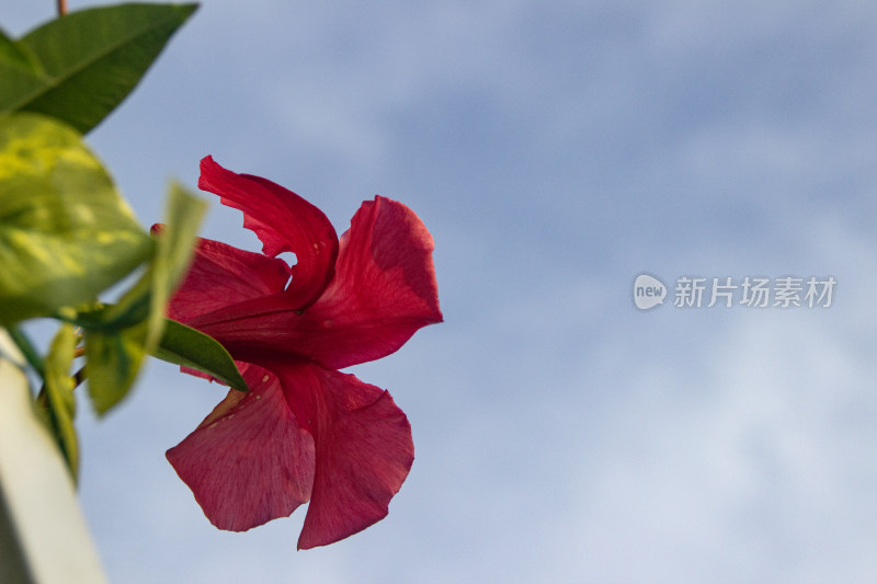 飘香藤花开