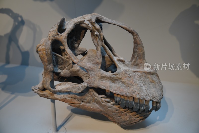 圆顶龙头骨化石标本