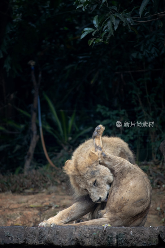 狮子户外挠痒痒场景