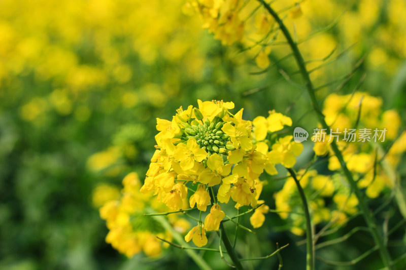 春天金黄的油菜花特写