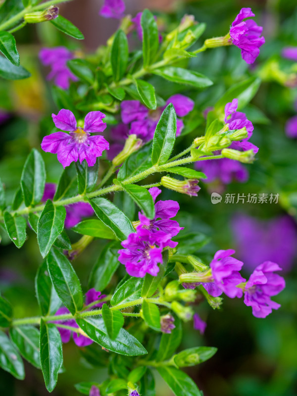 春天的紫花满天星开花