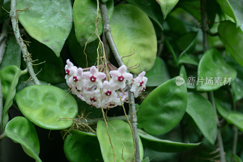 毛茸茸的球兰花