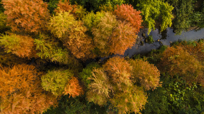 航拍深圳马峦山郊野公园落羽杉