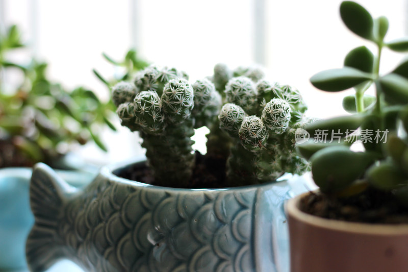 多肉植物盆栽盆景绿色植物