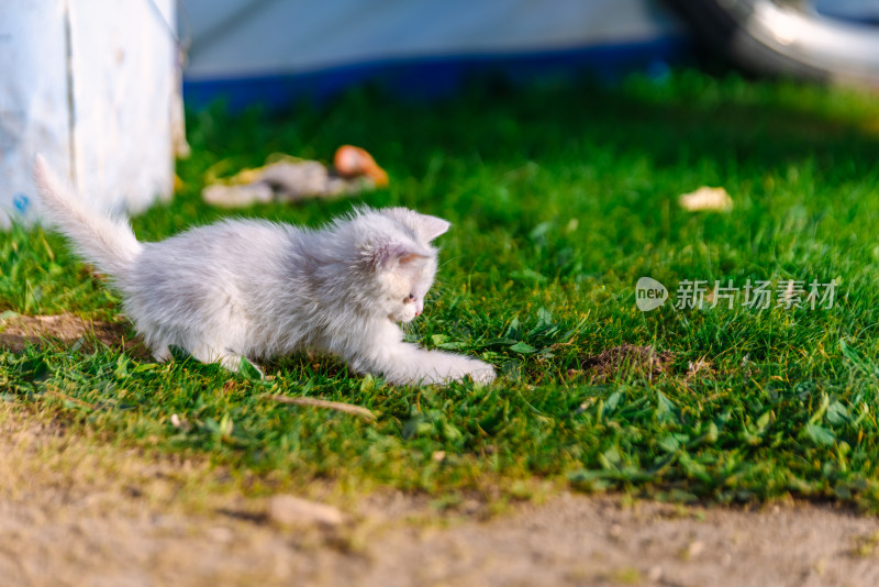 草地上的小猫咪
