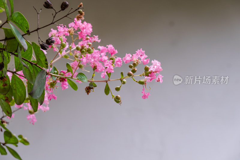 树枝上，盛开的紫薇花特写