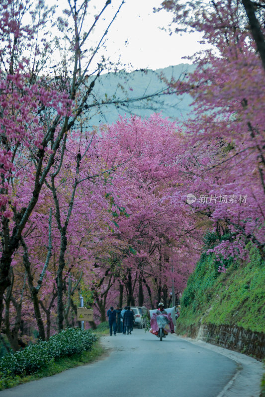 盛开的粉色樱花树与绿色植被的景致