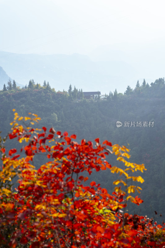 重庆巫山神女景区里红叶